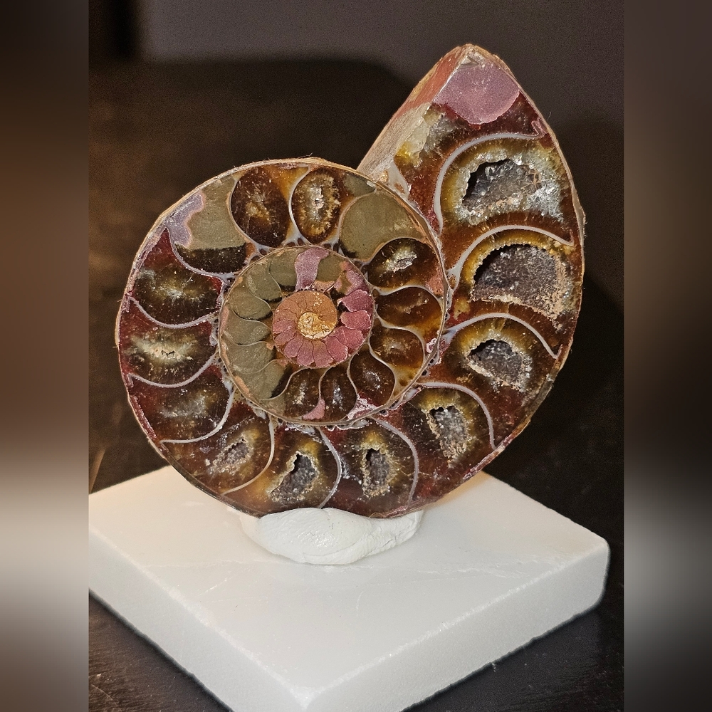 Ammonite Fossil Sculpture - Multicolor